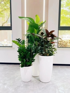 宁波慈溪花木租摆